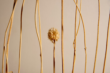 dried flower still life, yellow ocher color still life background.
