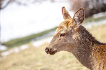 Beautiful spotted deer in the mountains against the background of green grass and snow. Fairytale spring landscape with wild animals.
