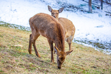 Beautiful spotted deer in the mountains against the background of green grass and snow. Fairytale spring landscape with wild animals.