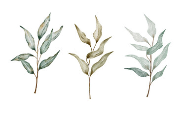 Obraz premium Watercolor green leaves.Set watercolor herbal elements.Isolated on a white background.