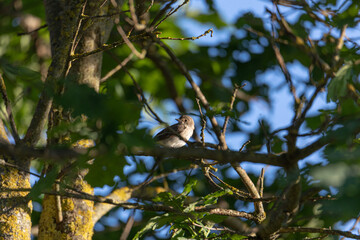 spotted flycatcher