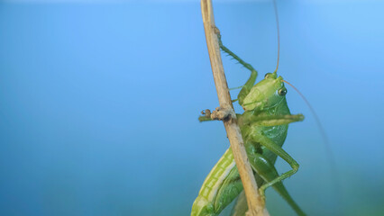 Green grasshopper sits on a branch against a blue sky and green vegetation. Great green bush-cricket (Tettigonia)