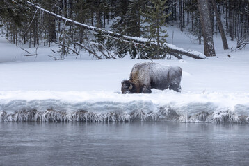 Bison in Winter in Yellowstone National Park Wyoming