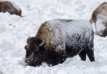 Bison in Winter in Yellowstone National Park Wyoming