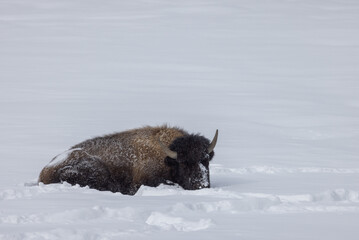 Naklejka premium Bison in Winter in Yellowstone National Park Wyoming