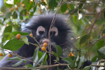 Monkey eating fruits