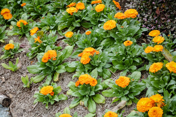 Linda flores amarela no jardim nas montanhas e fundo com a paisagem.
