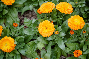 Linda flores amarela no jardim nas montanhas e fundo com a paisagem.
