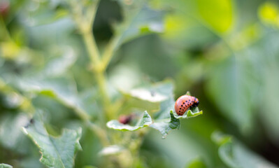 The Colorado beetle larva on potato leaves destroys potato plants and causes great damage to farms. Selective focus. Leptinotarsa decemlineata on a leaf. Dangerous pest for agriculture.