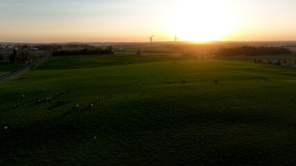 Fototapeta na wymiar A rural landscape is pictured at sunset, a cow pasture is seen below, as wind turbines are seen in the sunny background.
