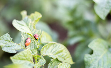 Close-up of a Colorado striped beetle larva on damaged potato leaves. Leptinotarsa Decemlineata. Serious potato pest in garden sunlight. The larvae of the Colorado potato parasite eat the leaves.