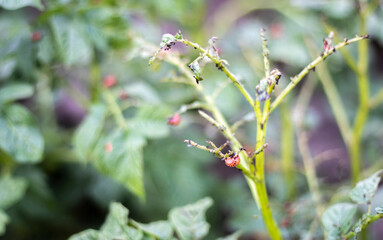 Close-up of potato leaves damaged by Colorado striped beetle larvae. Leptinotarsa Decemlineata. Serious potato pest in garden sunlight. The larvae of the Colorado potato parasite eat the leaves.