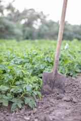 Shovel on the background of potato bushes. Harvesting. Agriculture. Digging up a young potato tuber from the ground, harvesting potatoes on a farm. Harvesting potatoes with a shovel in the garden.