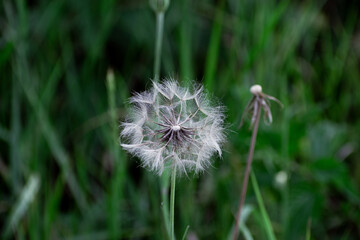 dandelion and grass