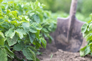 Shovel on the background of potato bushes. Harvesting. Agriculture. Digging up a young potato tuber from the ground, harvesting potatoes on a farm. Harvesting potatoes with a shovel in the garden.
