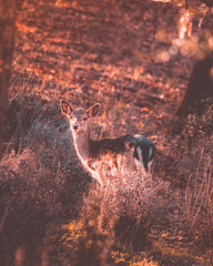 Female deer at sunset in the grass