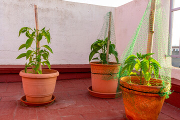 View of an urban garden in plastic pots with pepper plants and protected from birds with nets. Selective focus. Eco food concept