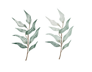 Watercolor green leaves.Set watercolor herbal elements.Isolated on a white background.