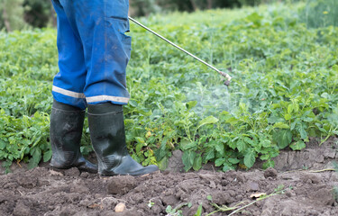 A farmer applying insecticides to his potato crop. The use of chemicals in agriculture. Fight...
