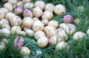 Lots of fresh organic potatoes on the grass on a summer day. Heap of ripe young potatoes in the field. Low angle freshly dug or harvested potatoes on rich brown ground. The concept of growing food.