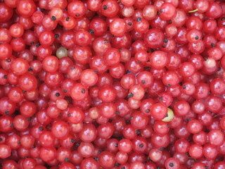 red currant berries are collected in summer in a bucket, excellent natural background
