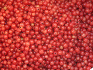 red currant berries are collected in summer in a bucket, excellent natural background