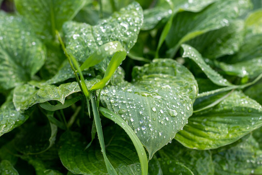A Raindrops on a big green leaves