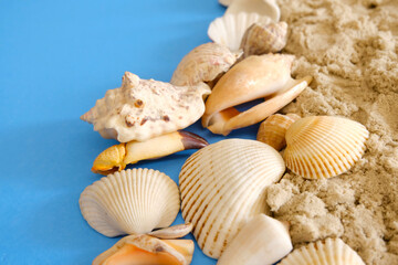 close-up conch on blue background