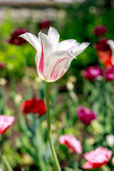 Obraz premium Natural spring background. Colorful flowers in the park on a sunny day. Garden with tulips.