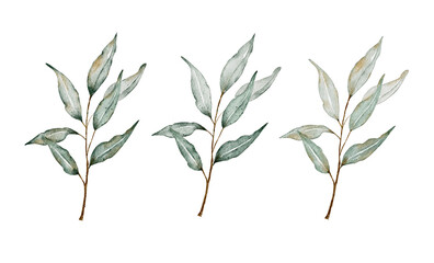 Watercolor green leaves.Set watercolor herbal elements.Isolated on a white background.