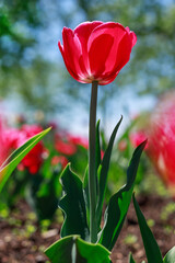 Fototapeta premium Red tulip growing in the park in spring. Beautiful flowers outdoors in springtime. Tulips in garden