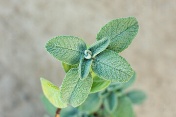 salvia leaves in inflorescence close up on a gray background