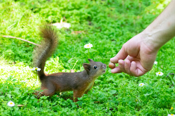 Squirrel in the green grass. Cute squirrel. Squirrel in summer park.