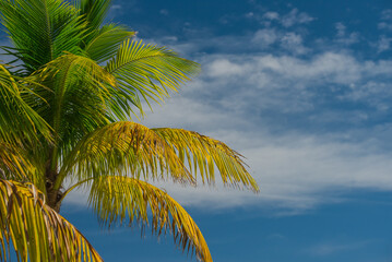 Fototapeta na wymiar Palm tree against tropical blue sky
