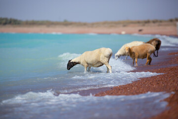 Naklejka premium A flock of goats and sheeps came on the watering hole to the shore of the lake on a hot summer morning.