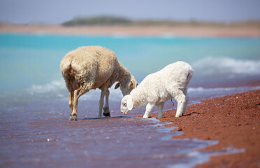 A flock of goats and sheeps came on the watering hole to the shore of the lake on a hot summer morning.