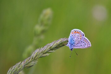 Little butterfly among the green grass
