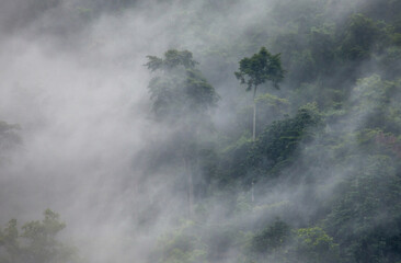 Tropical forest in the morning mist. Bwindi Impenetrable National Park Uganda. Africa.