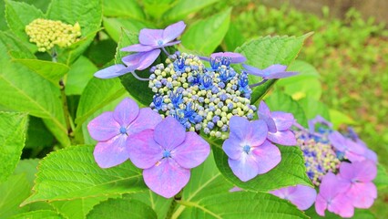 Early summer flowers, beautiful hydrangeas