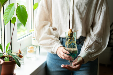 Home gardening concept. Unrecognizable woman holding retro jar with avocado plant growing in water.