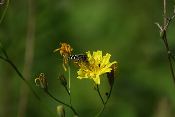 pied hoverfly (Scaeva pyrastri) visiting summer flowers