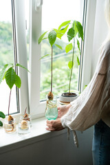 Home gardening concept. Unrecognizable woman holding retro jar with avocado plant growing in water.