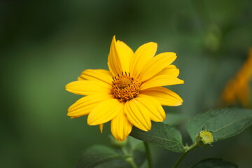 yellow flower