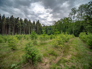 Wiederaufforstung im Mischwald