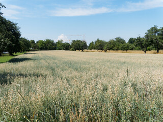 Avena sativa - Ripening oat field in southern Germany