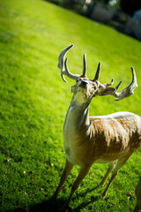 Deer wildlife nature daniel dama dama poroże
