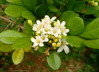 Cluster of fragrant jasmine flowers and flower buds