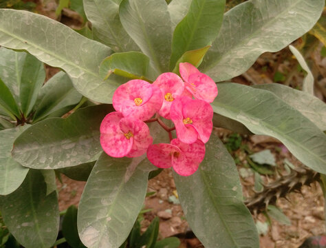 Red euphobia milli flowers, also known as crown of thorns