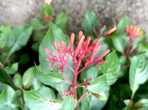 Hamelia Patens Flowers, Also Known As Firecracker Bush, Firebush And Hummingbird Bush