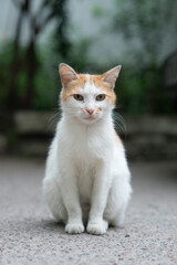 Portrait of a white cute street cat. Fluffy homeless pet sits and looking on the camera. Homeless animals on the streets of the city in search of shelter.